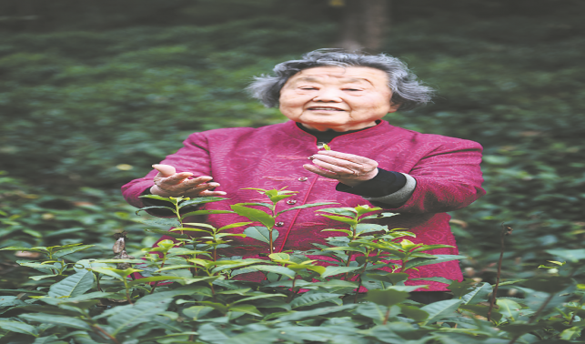 秦嶺山里植綠夢