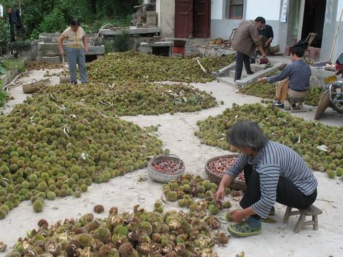 板栗已成為當?shù)剞r(nóng)民的一項重要經(jīng)濟收入.jpg