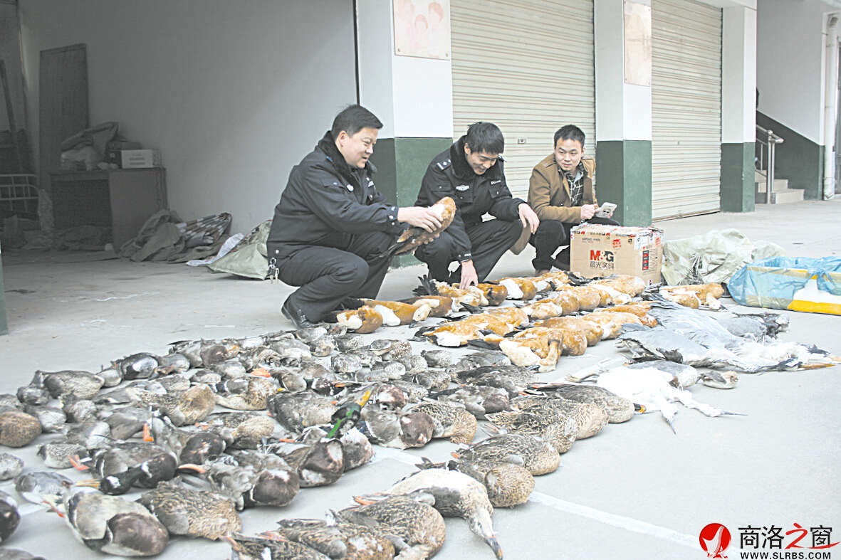 商洛市森林公安局偵破野生動物案查繳野生動物