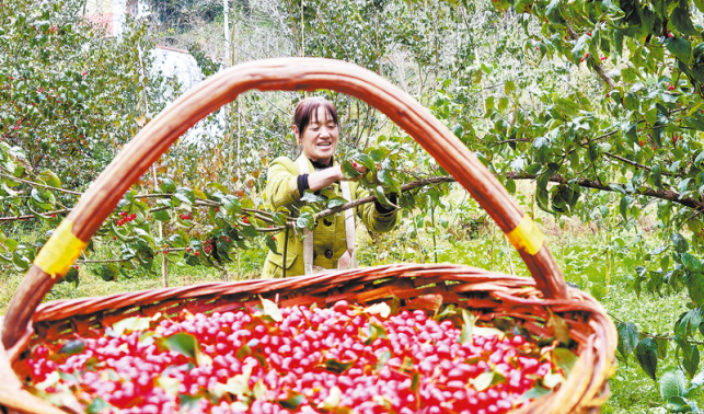 山茱萸鋪就產(chǎn)業(yè)振興路