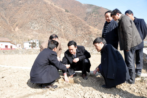 在結(jié)子鄉(xiāng)典史村查看板栗育苗基地建設(shè)情況.jpg