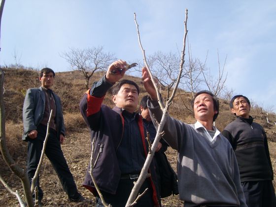 開展果樹嫁接、修剪等技術(shù)培訓(xùn).JPG