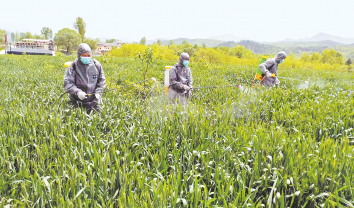 四皓街辦 抓好小麥“一噴三防”