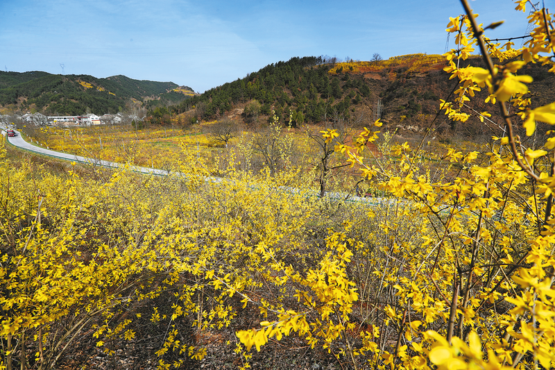 靈口鎮(zhèn) 農旅融合振興連翹產業(yè)