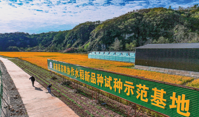 雙向奔赴寧洛情