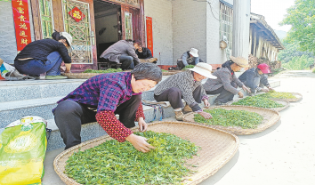 百雞村 茶產(chǎn)業(yè)鋪就致富路