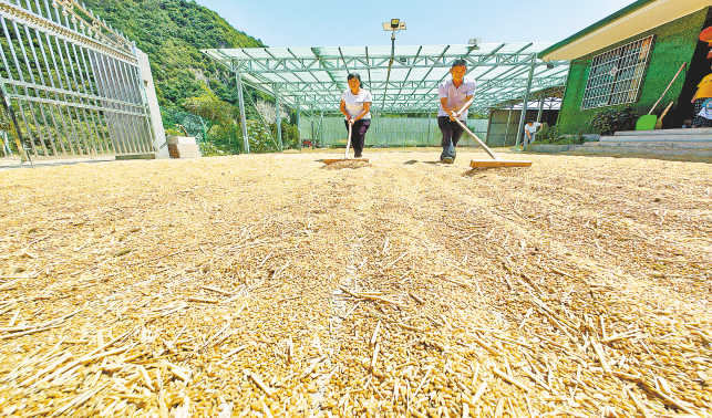 土里能刨金 種糧也致富