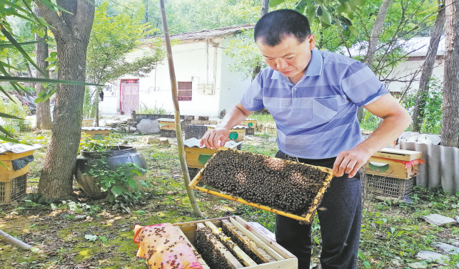 蜜蜂代理養(yǎng)殖 家家戶戶增收