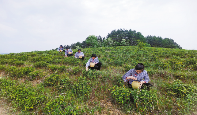 黃家店村 以茶為業(yè) 靠茶致富