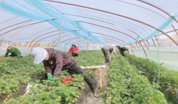 打通線上新銷路 草莓紅到“朋友圈”