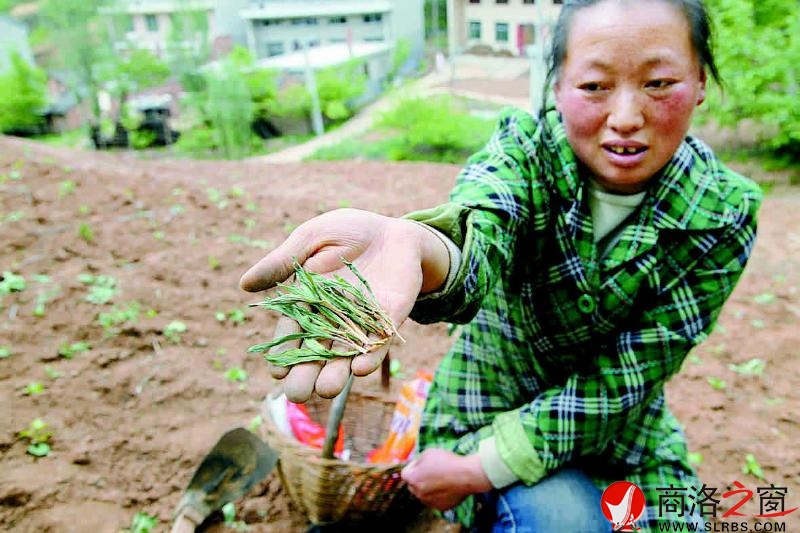 陳愛芳看著被野雞糟蹋后枯死的玉米苗心痛不已