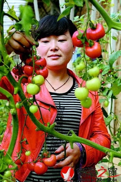 園區(qū)職工采摘圣女果