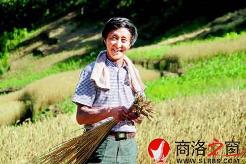 施慶壽來給親戚幫忙，他把麥穗編好后，用來捆麥子。