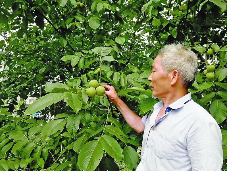 根植沃土寫(xiě)春秋 一枝一葉總關(guān)情