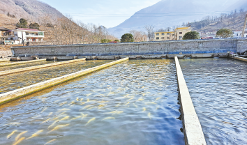 冷水魚養(yǎng)殖帶領(lǐng)村民走上致富路