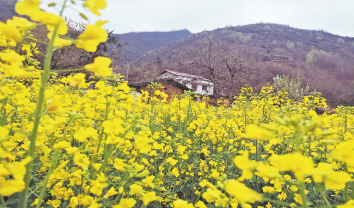 西川村 油菜花開(kāi)美如畫(huà)