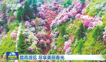 木王杜鵑花海美景登上央視熒屏