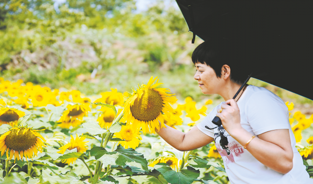 賞花羅家營