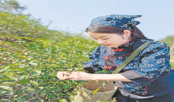 茶樹(shù)綠了青山 茶園富了百姓