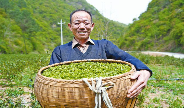 一片茶葉富山村